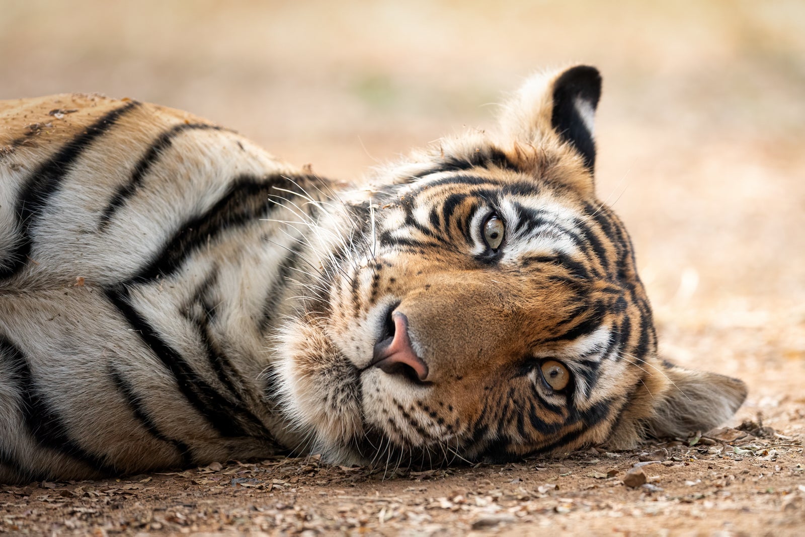 A Bengal Tiger in Ranthambore National Park