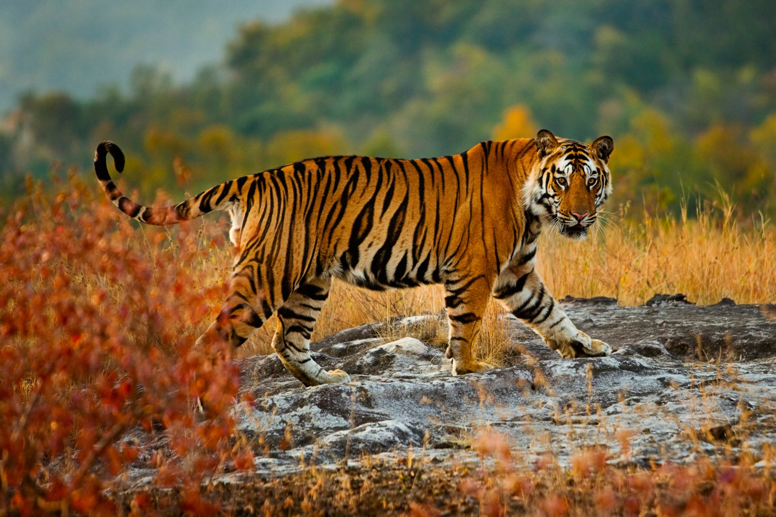 A large tiger in Bandhavgarh National Park, Madhya Pradesh, India