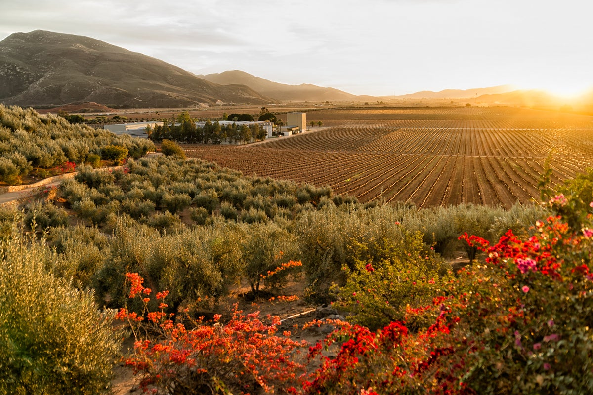 Guide to Mexico's answer to Napa Valley Valle de Guadalupe The