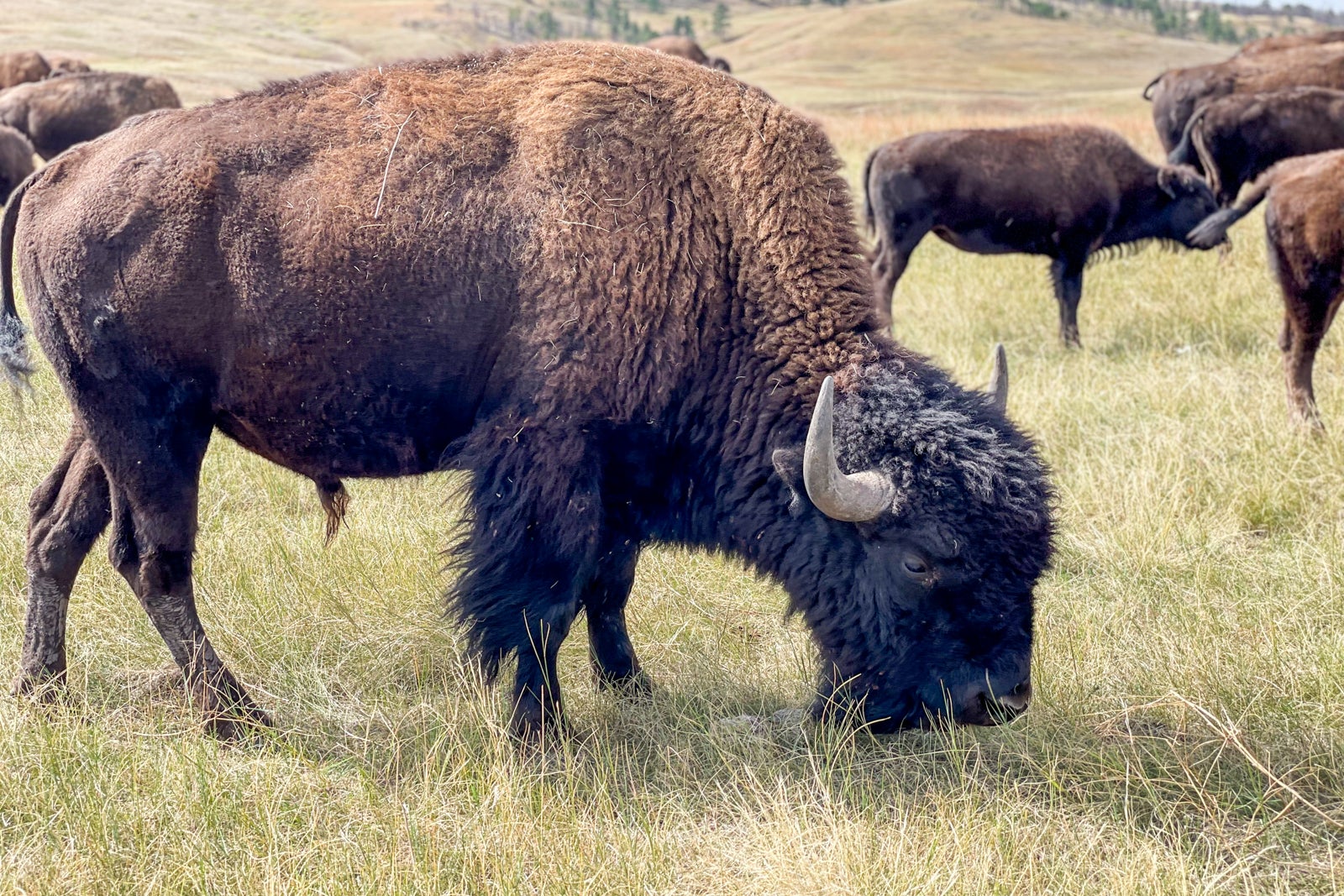 Bison, Badlands and the Black Hills: What I saw on a 3-day trip to ...