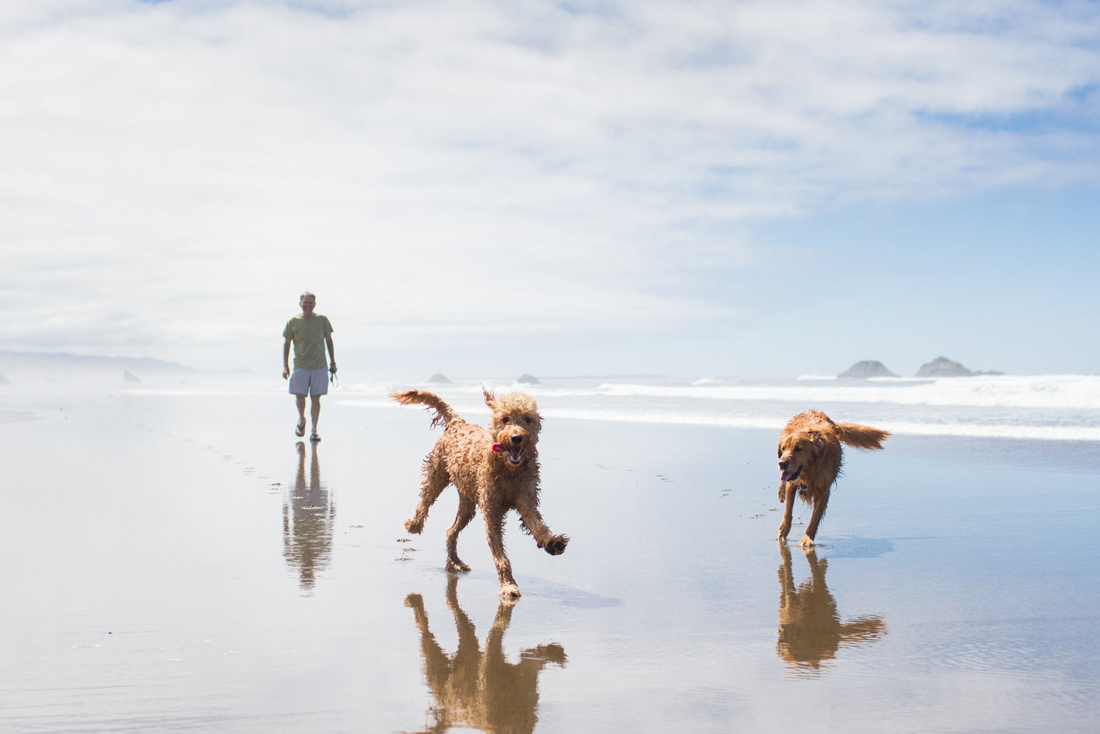 Frolicking on the beach with dogs