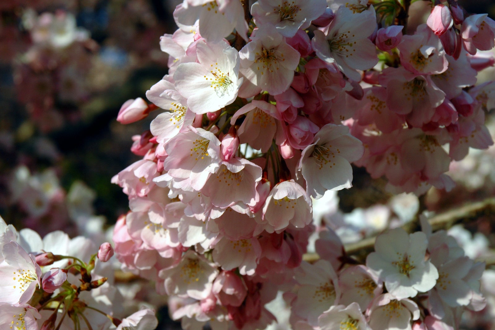 What you need to know about Washington, DC’s cherry blossoms