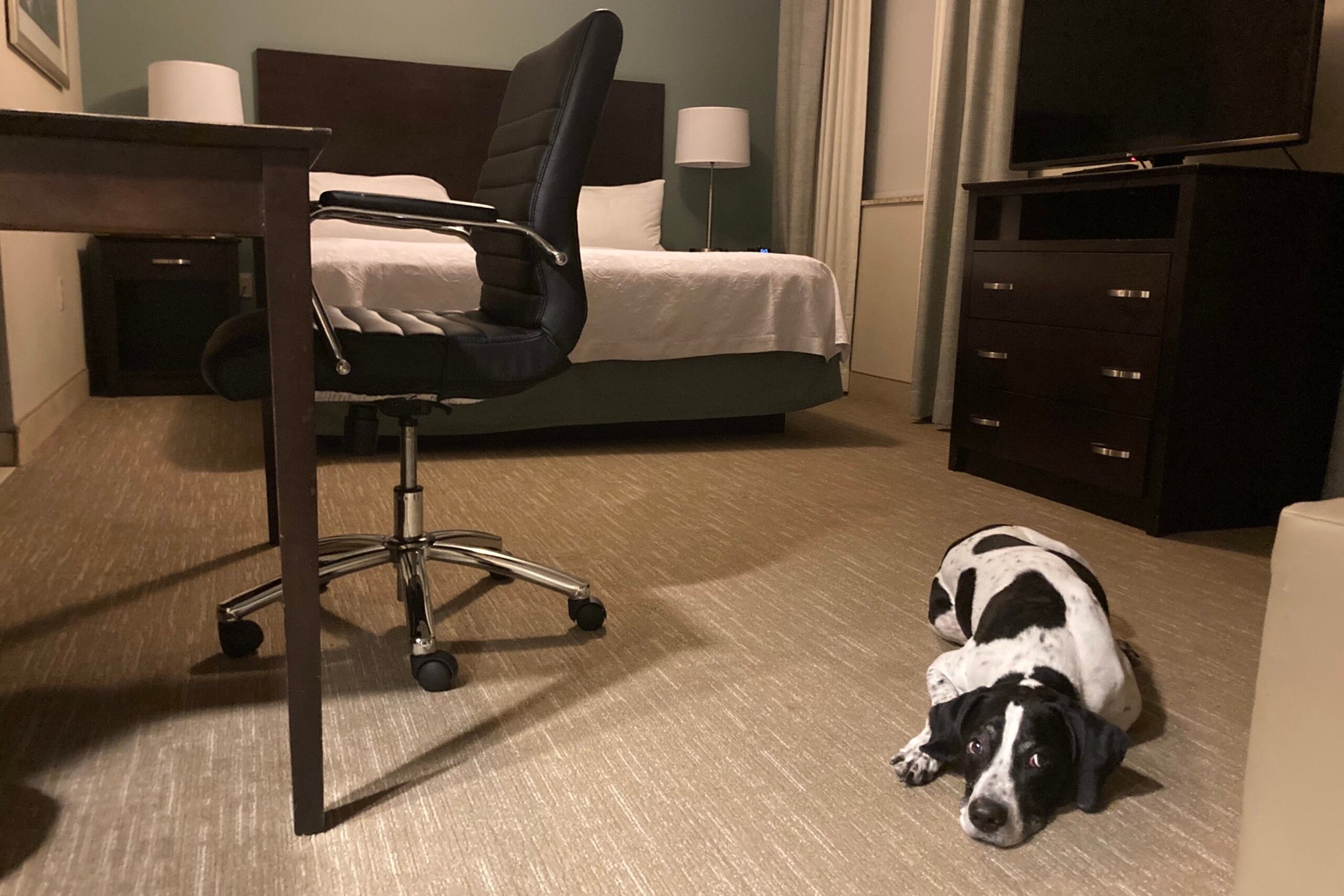 Don't be fooled by a 'petfriendly' hotel — it'll almost always cost