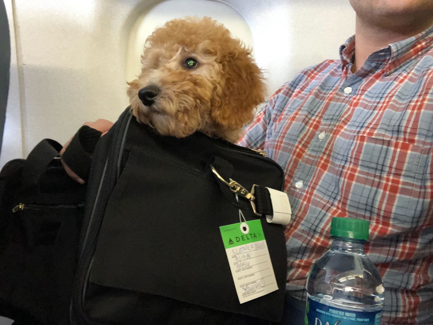 travel with dog airplane