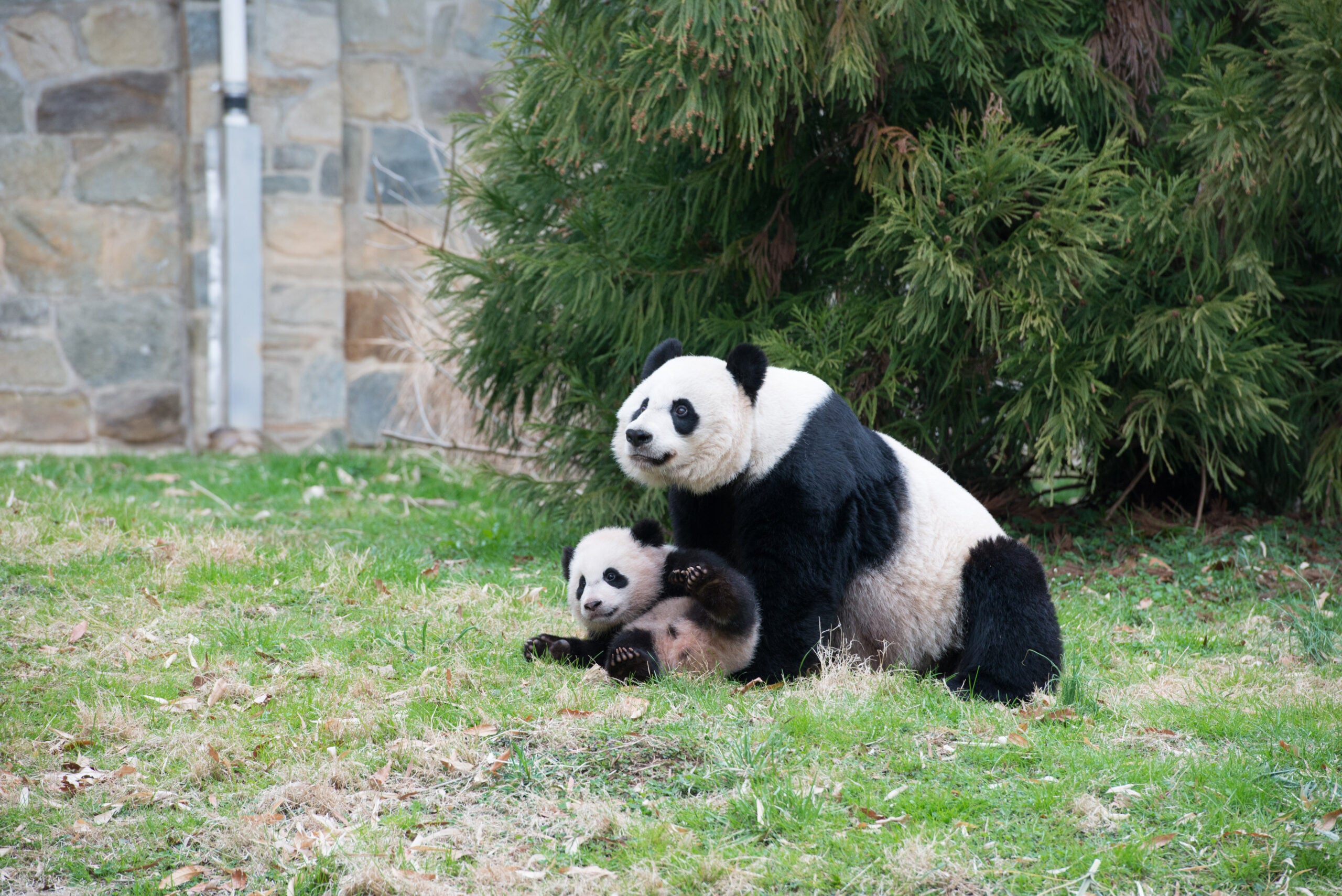 Панда. Мэй Сян Панда. Карликовая Панда. Карликовая Панда домашняя. Большая Панда фото.
