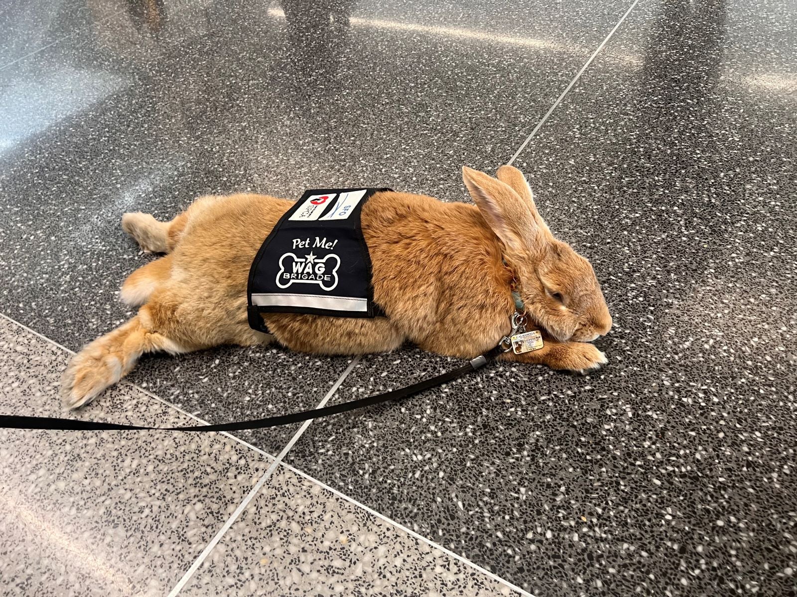 First a pig, now a rabbit. Big bunny joins SFO's Wag Brigade - The