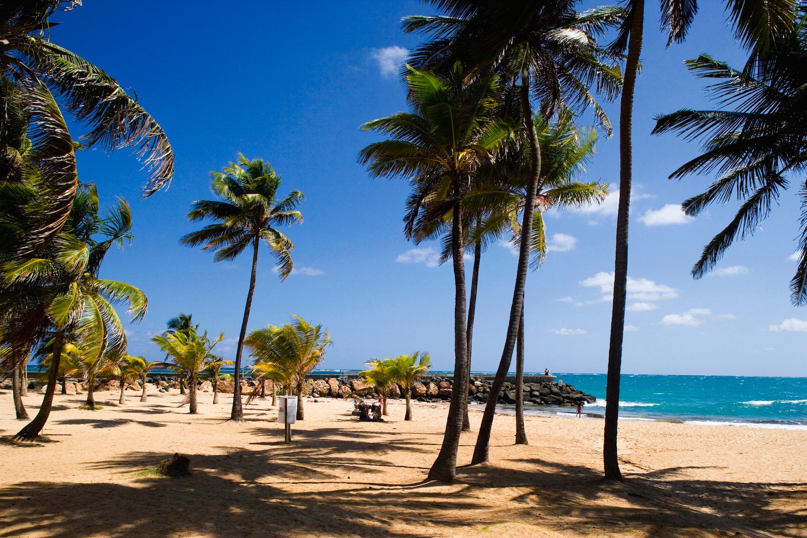 Palm Trees on Condado Beach in San Juan