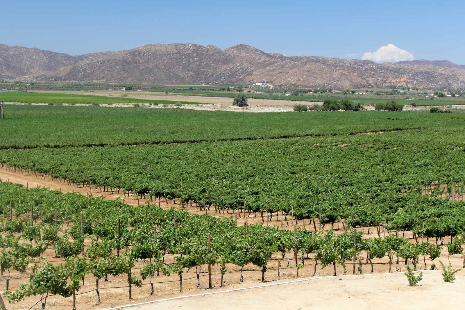 Deal alert Fly to Mexico's wine country from 153 roundtrip The