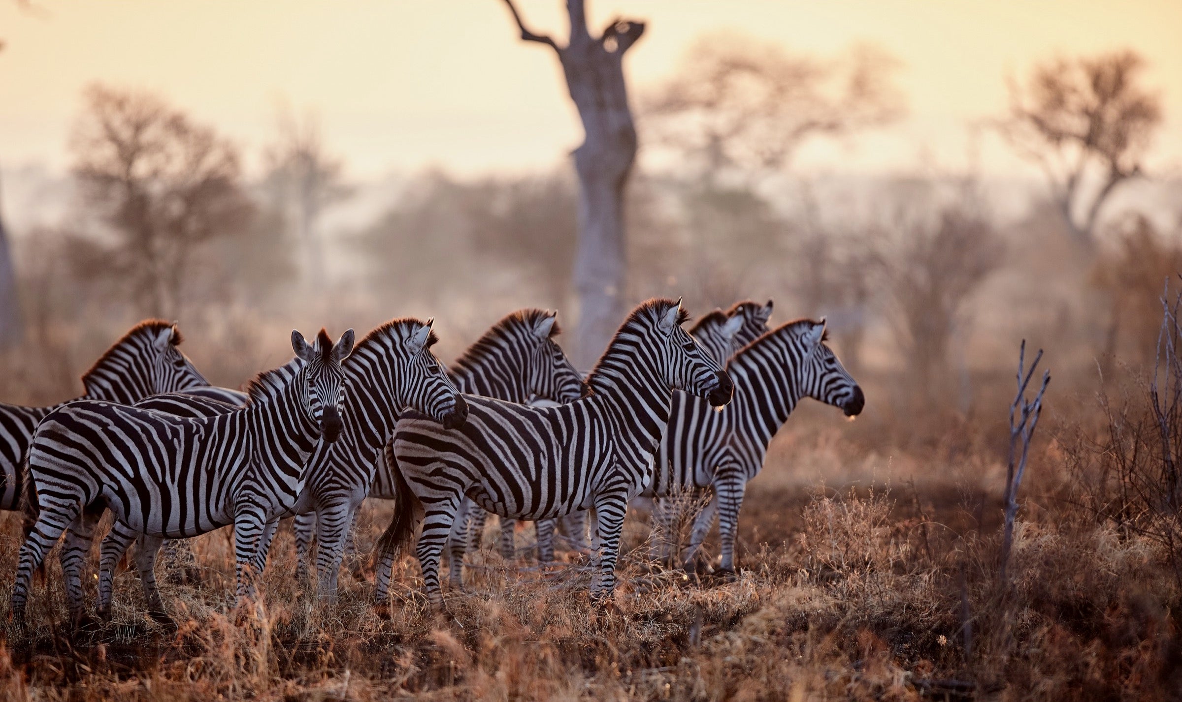 Zebras in Kruger National Park, South Africa