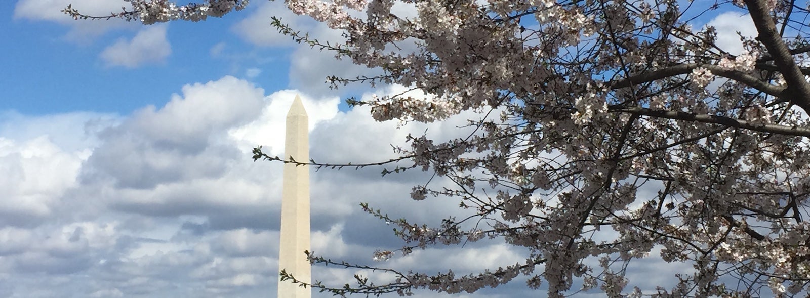 photo of cherry blossoms in D.C.