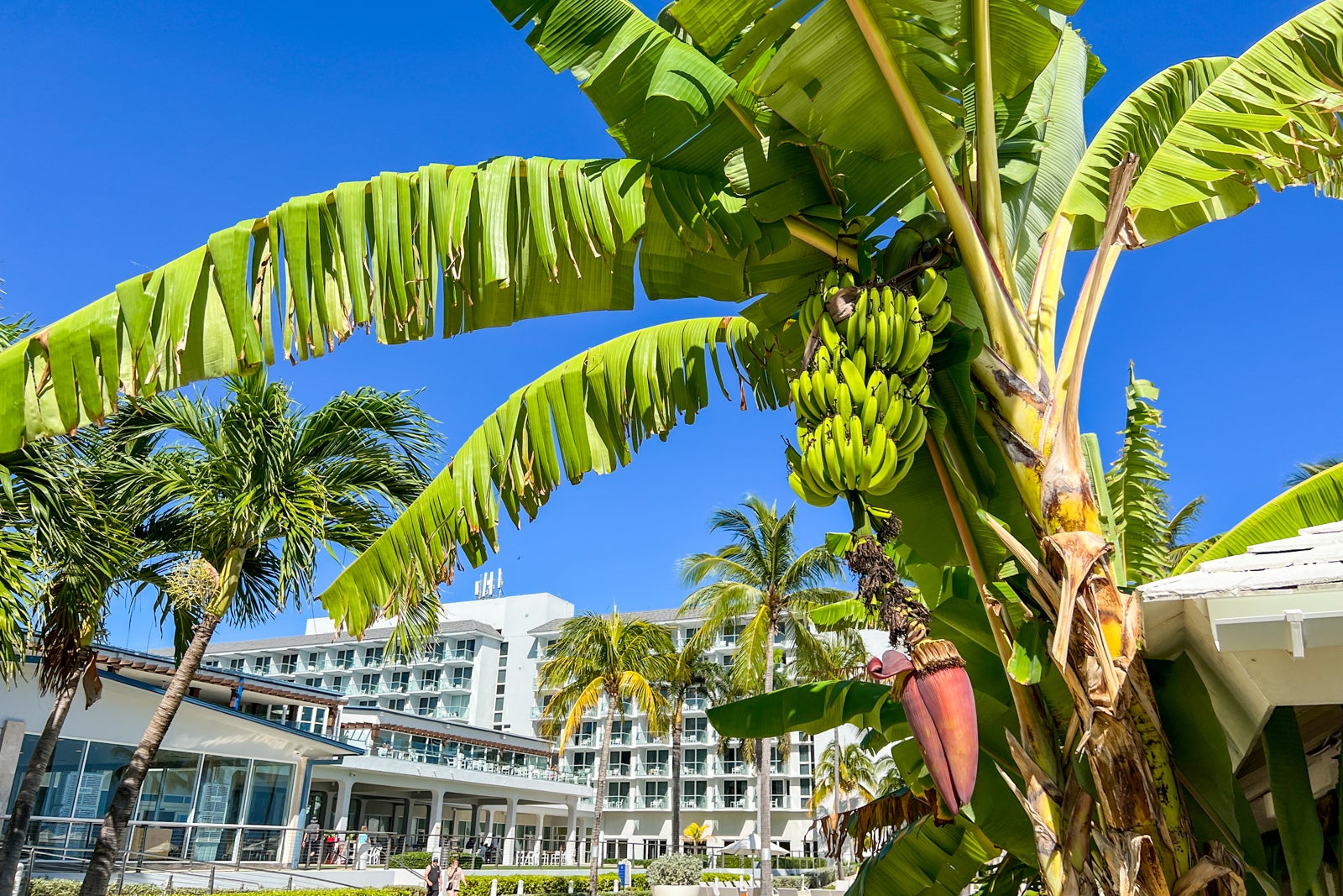 7 things to know about Montego Bay's Hilton Rose Hall Resort The