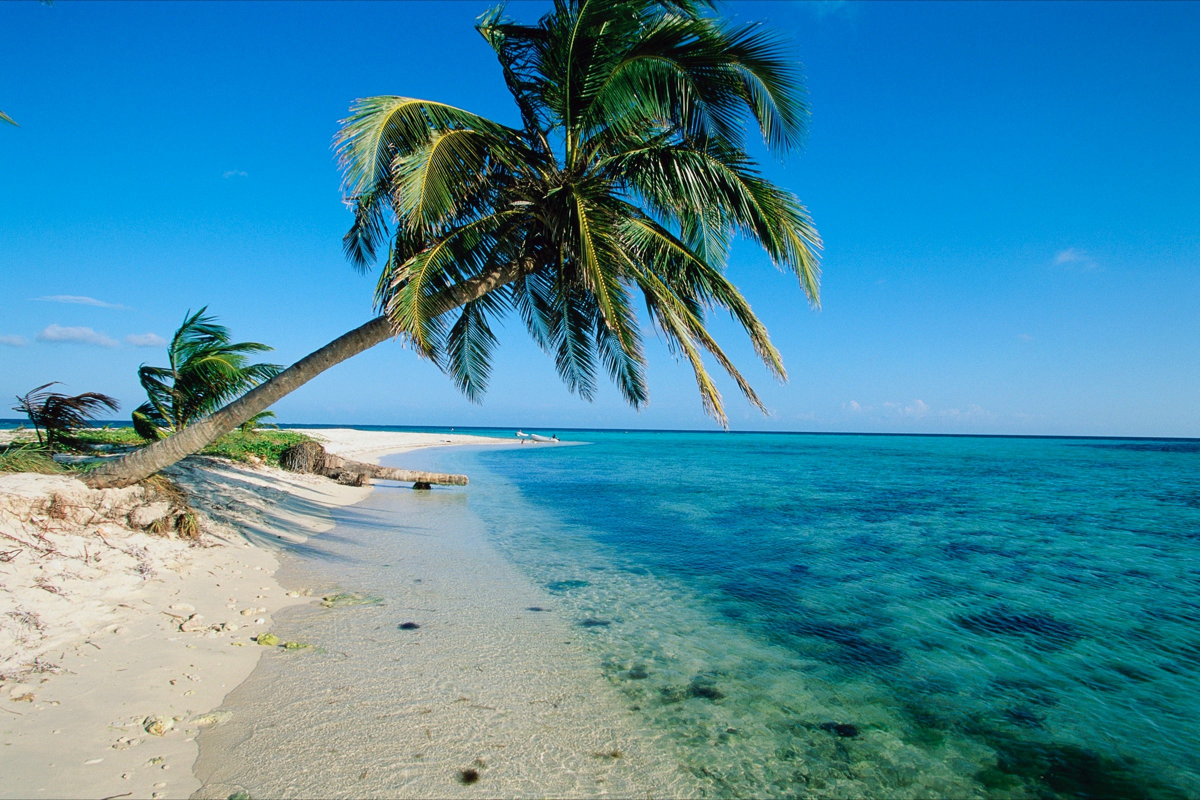 Palm tree on a beach in Belize