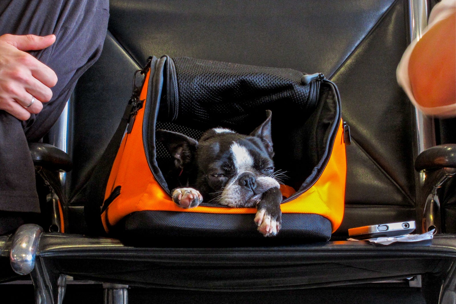 southwest airlines pet travel requirements