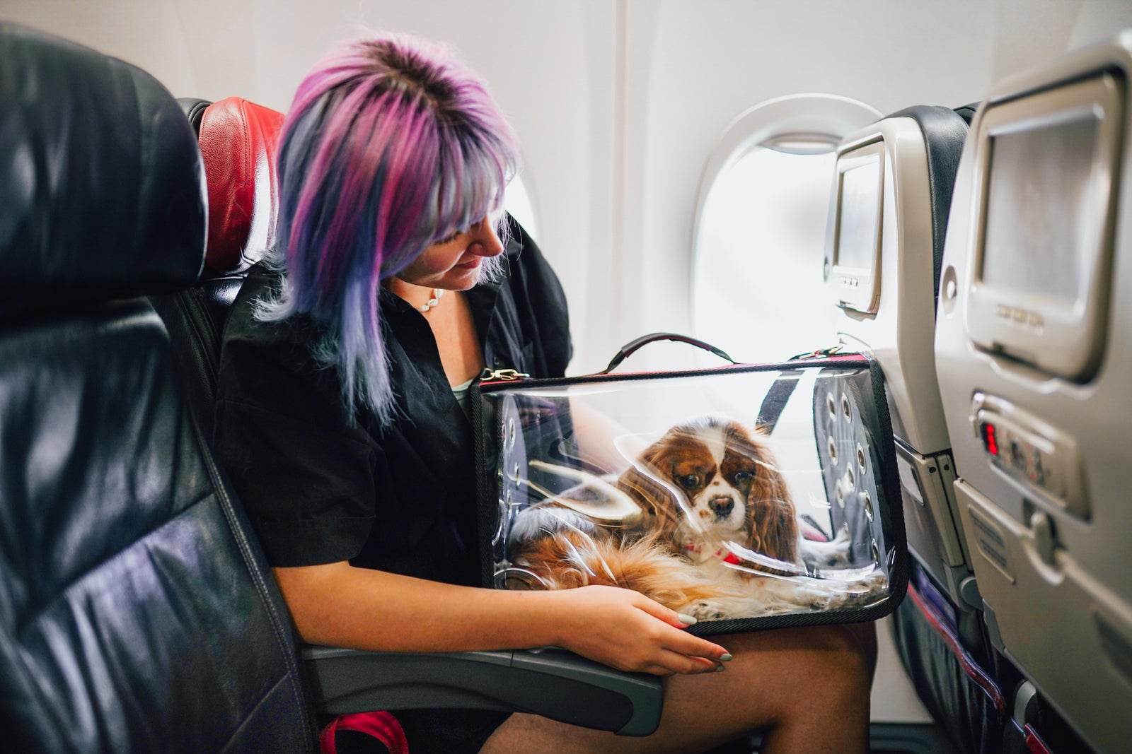 Young woman on the plane with her pet in the carry bag