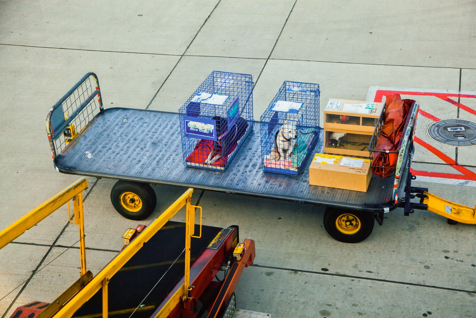 Southwest airlines pet store transport