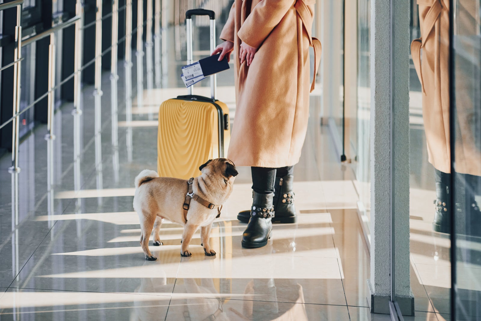 The best airline to fly with a dog