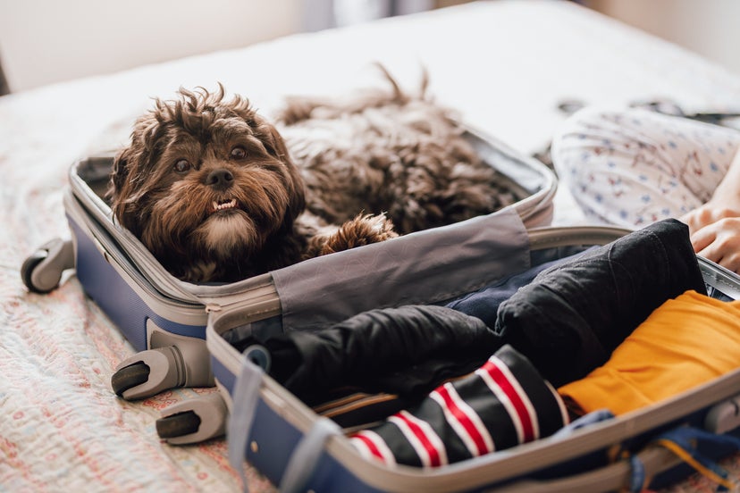 pet travel southwest