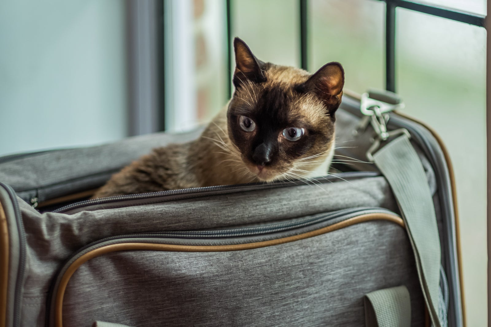 Petfriendly airlines Best airlines for pets in the US The Points Guy