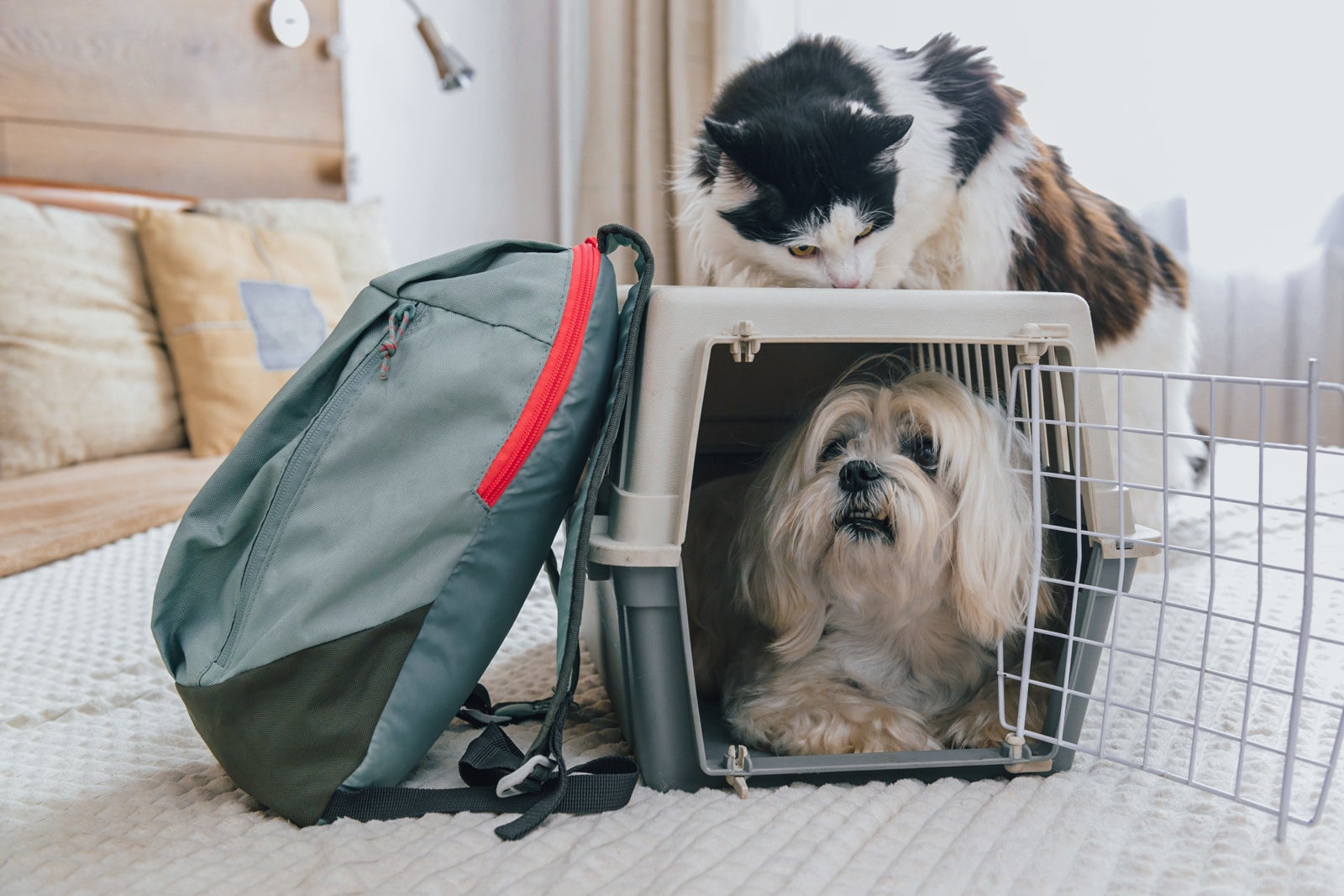 American Airlines pet policy Here s how to fly with your cat or dog The Points Guy