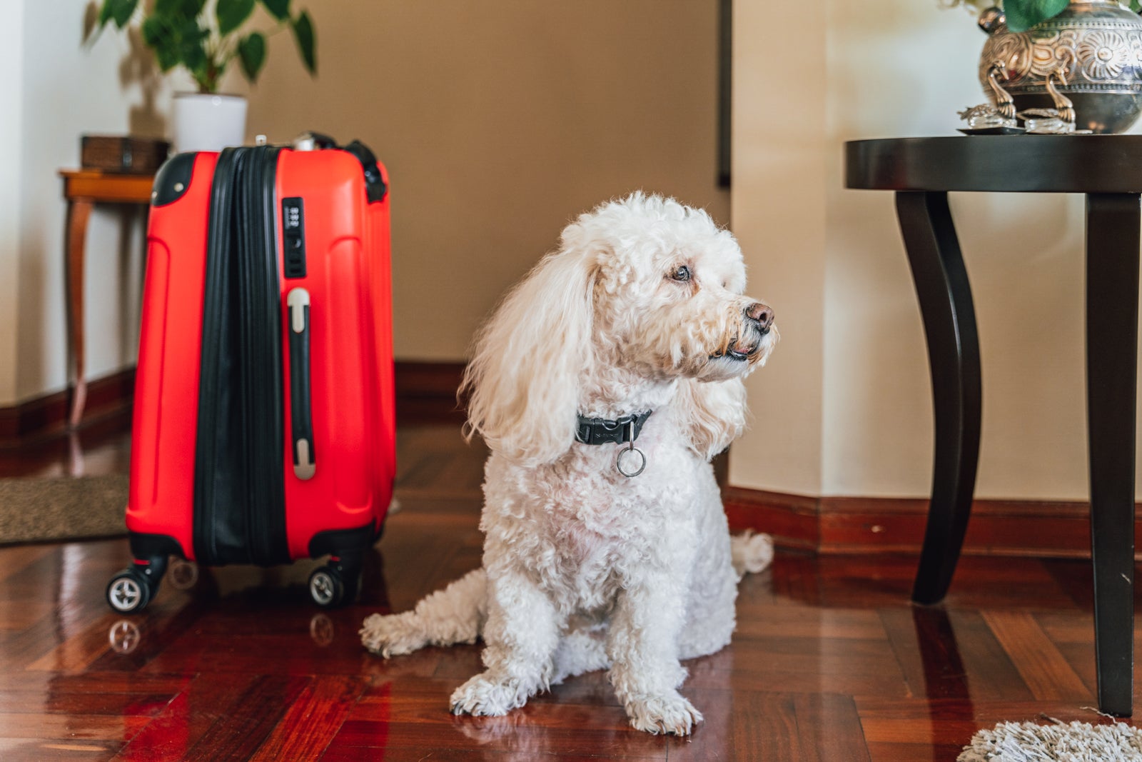 Dog with an indifferent attitude on the side of a travel bag