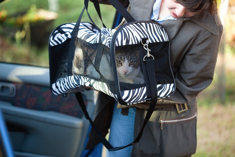 Southwest Airlines pet policy Here’s how to fly with your cat or dog