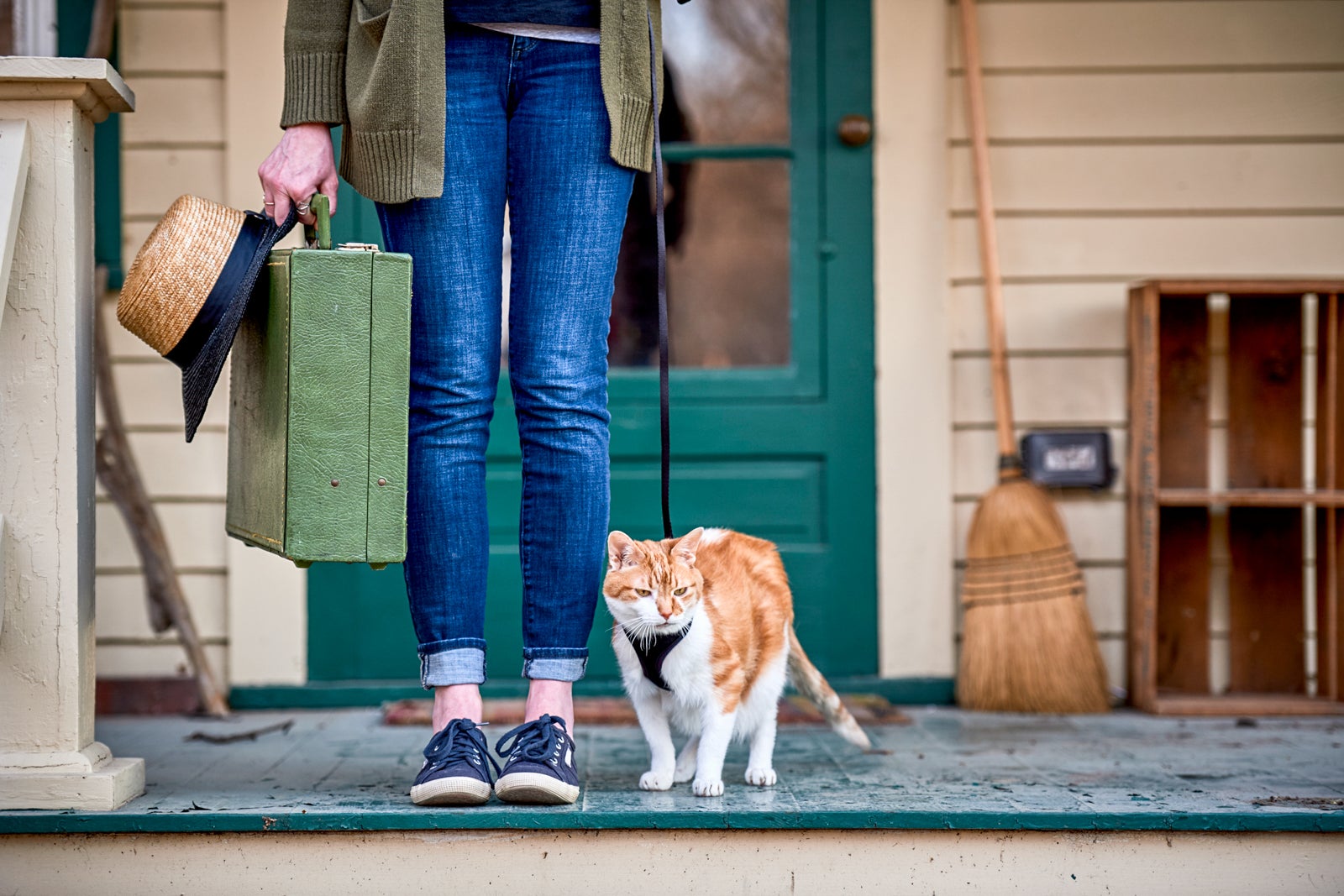 delta airlines animal travel policy