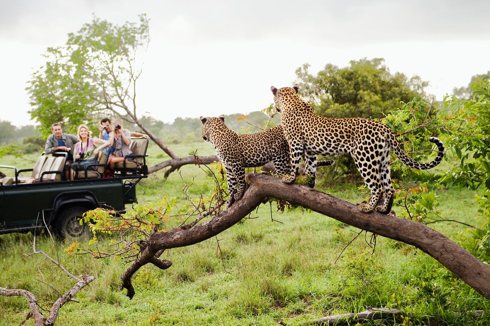 Photo of two wild leopards standing on a tree branch looking at tourists on safari in a jeep.
