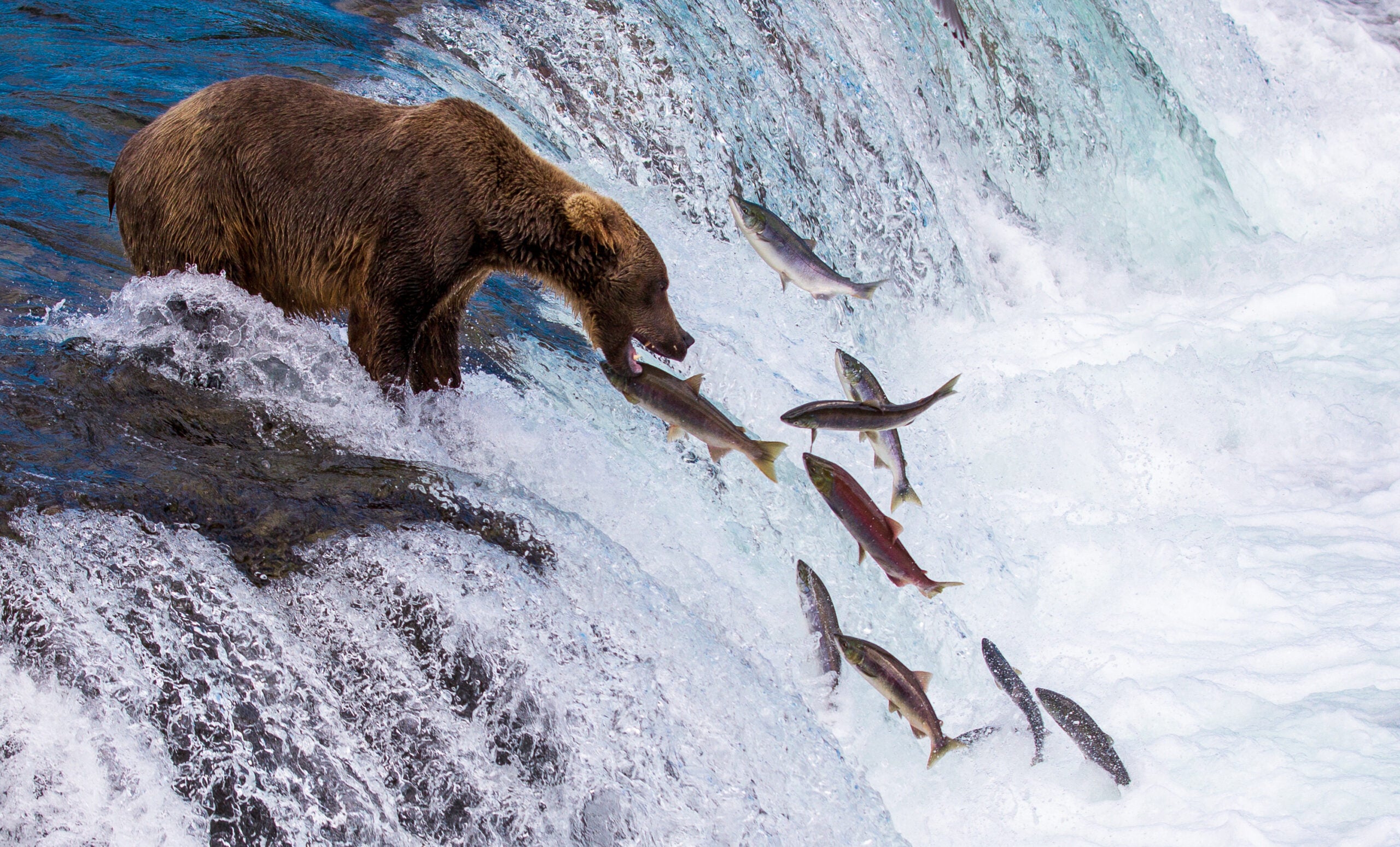 Bear Catching Salmon as they jump at Brooks Falls, Katmai National Park and Preserve, Alaska