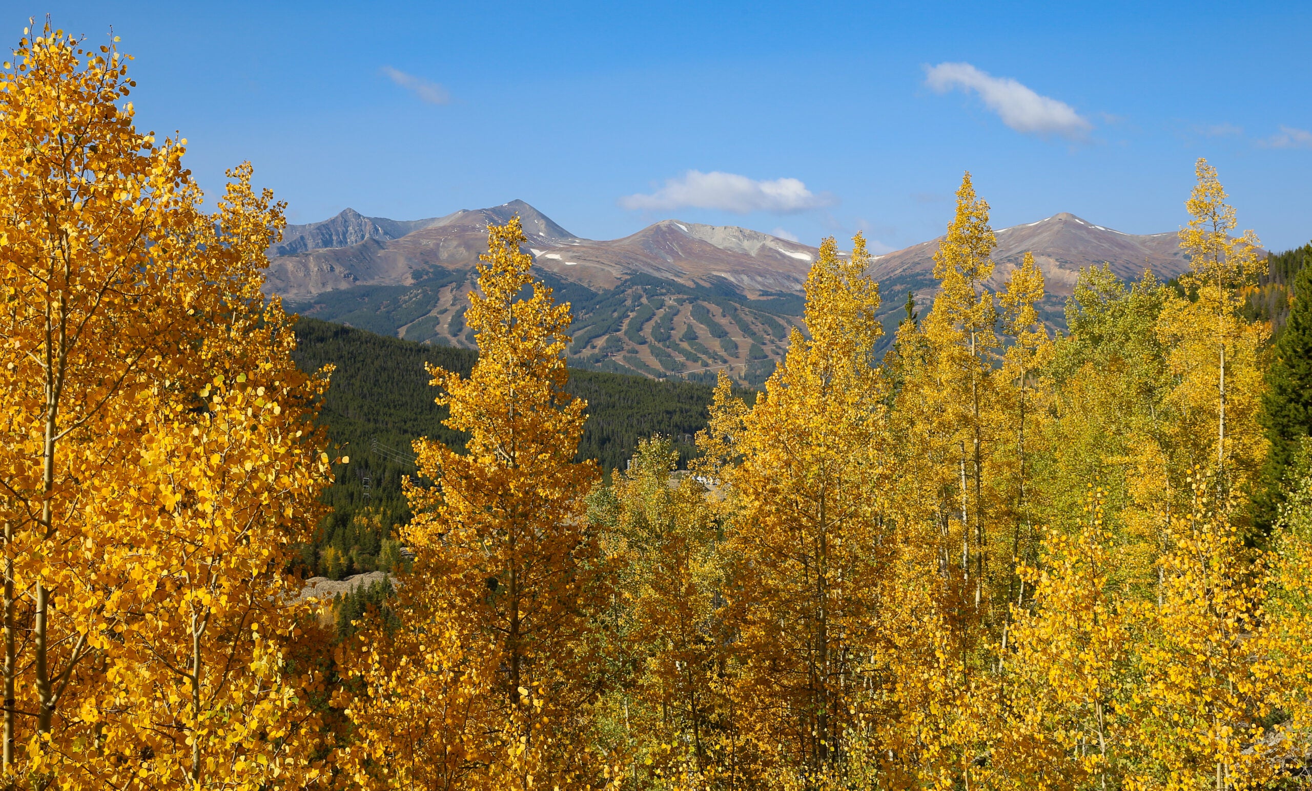 Autumn leaves with mountains in the background near Breckenridge, Colorado