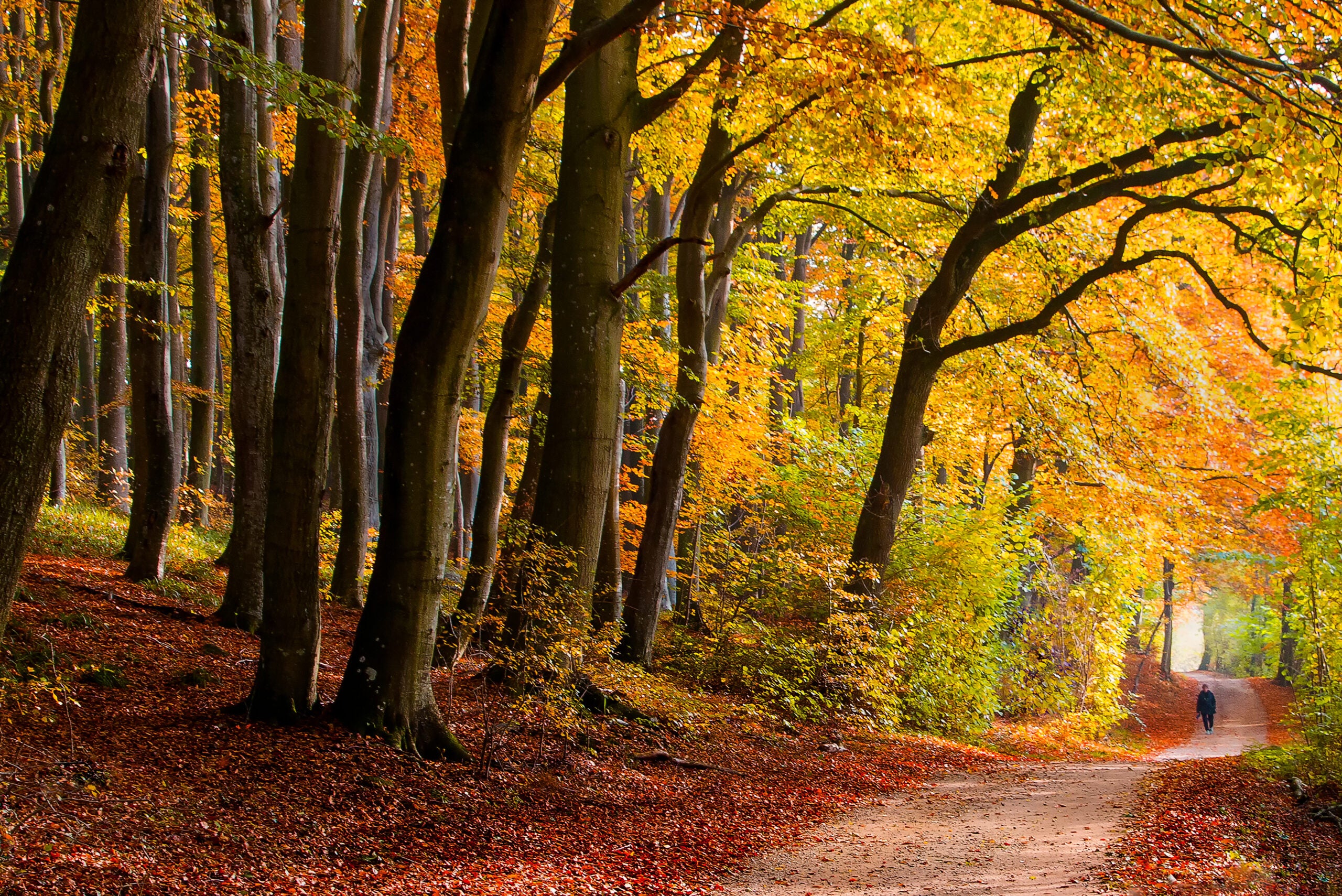 The leaves of a beech tree forest, south of the city of Aarhus, Jutland, Denmark change color after summer.