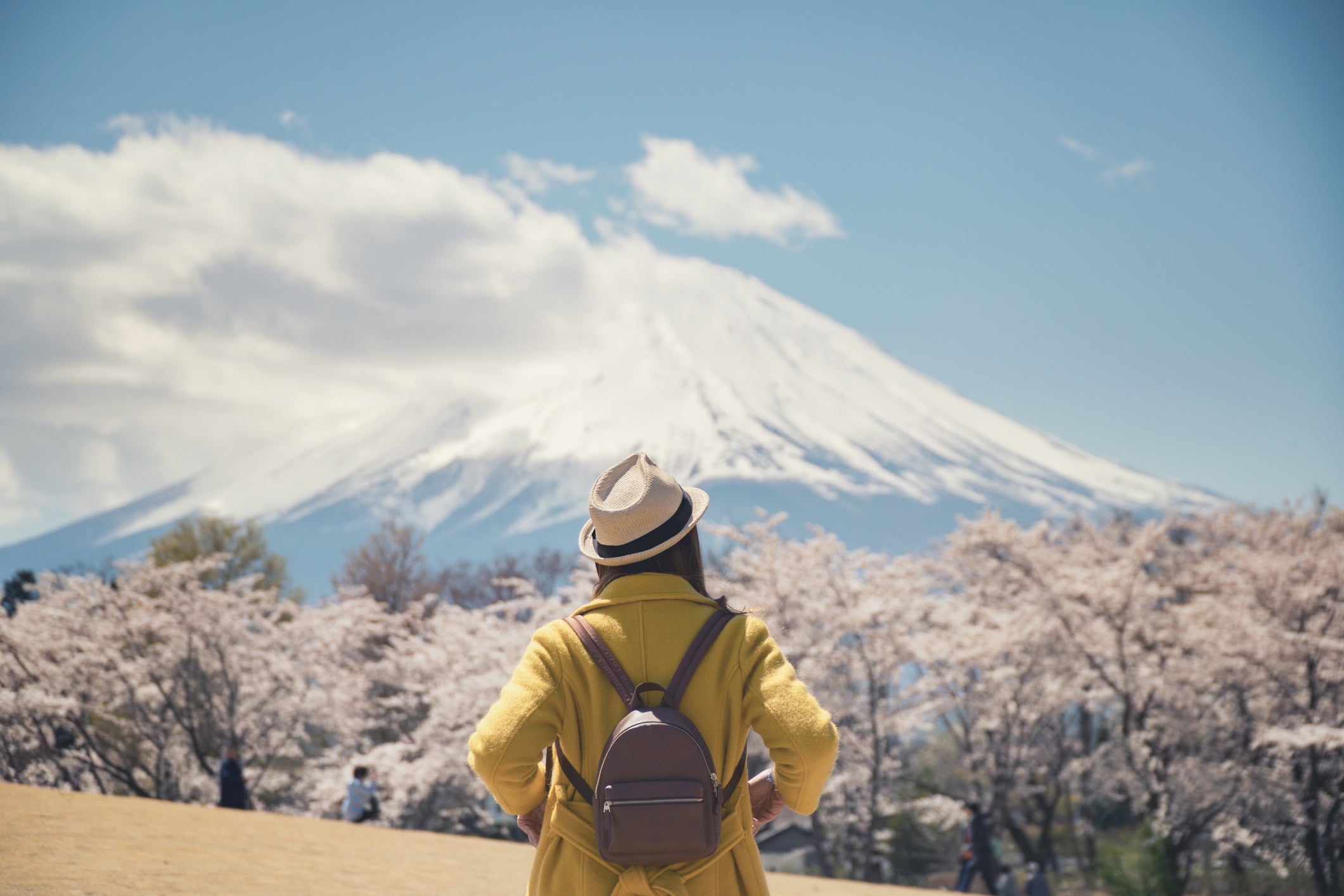 Tourist standing with cherry blossom tree and Mt. Fuji
