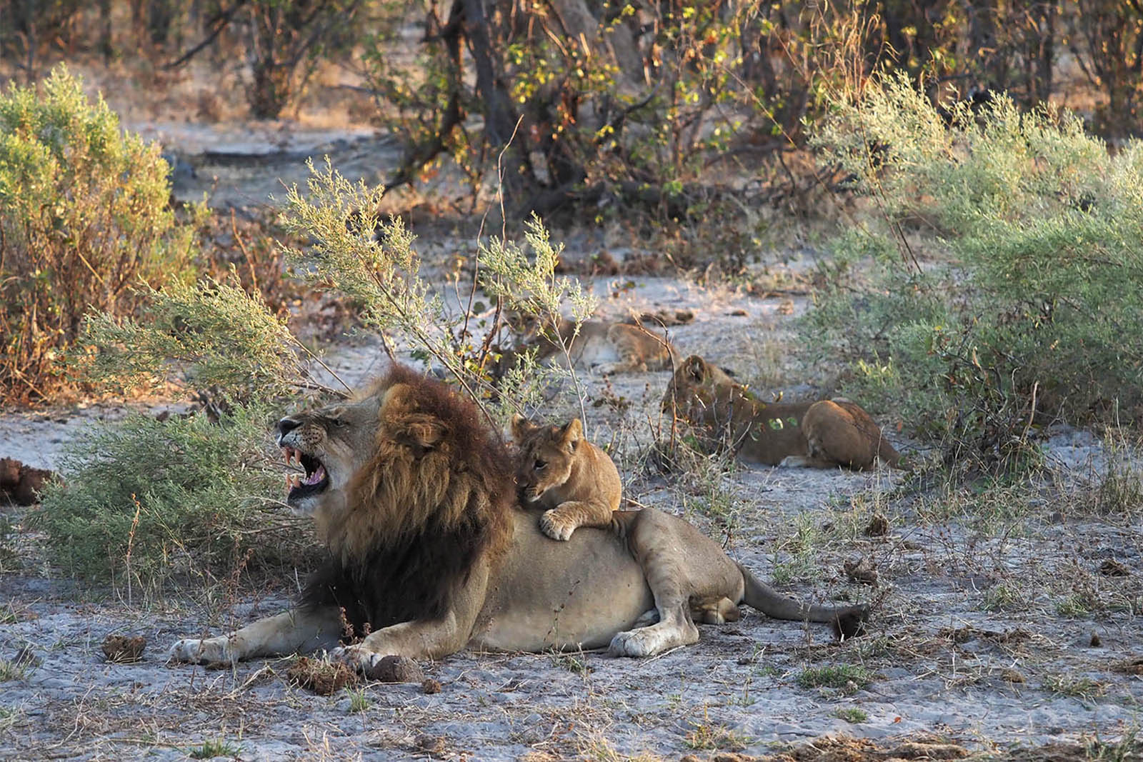 lions in Africa