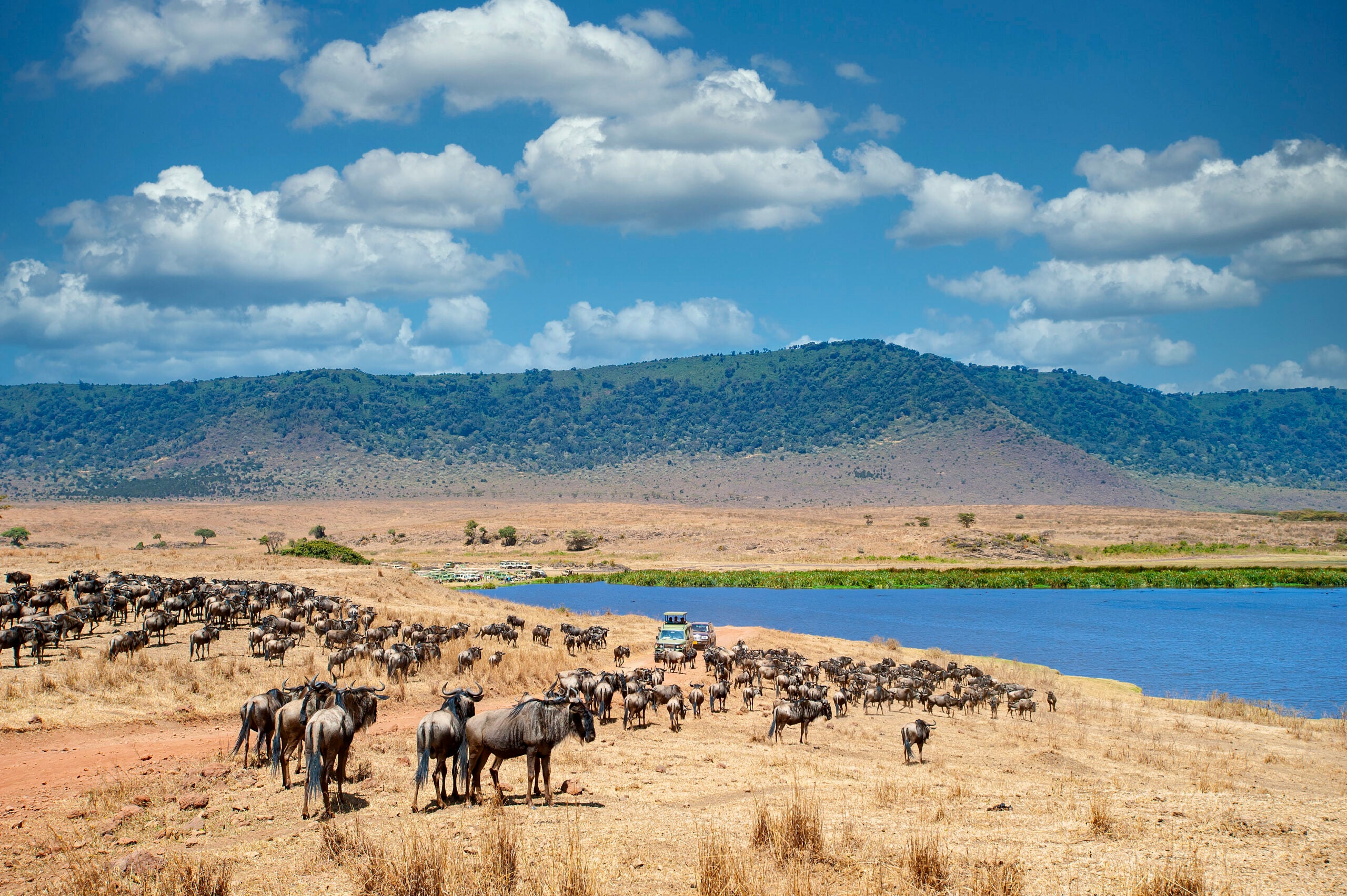 afrika safari und strand