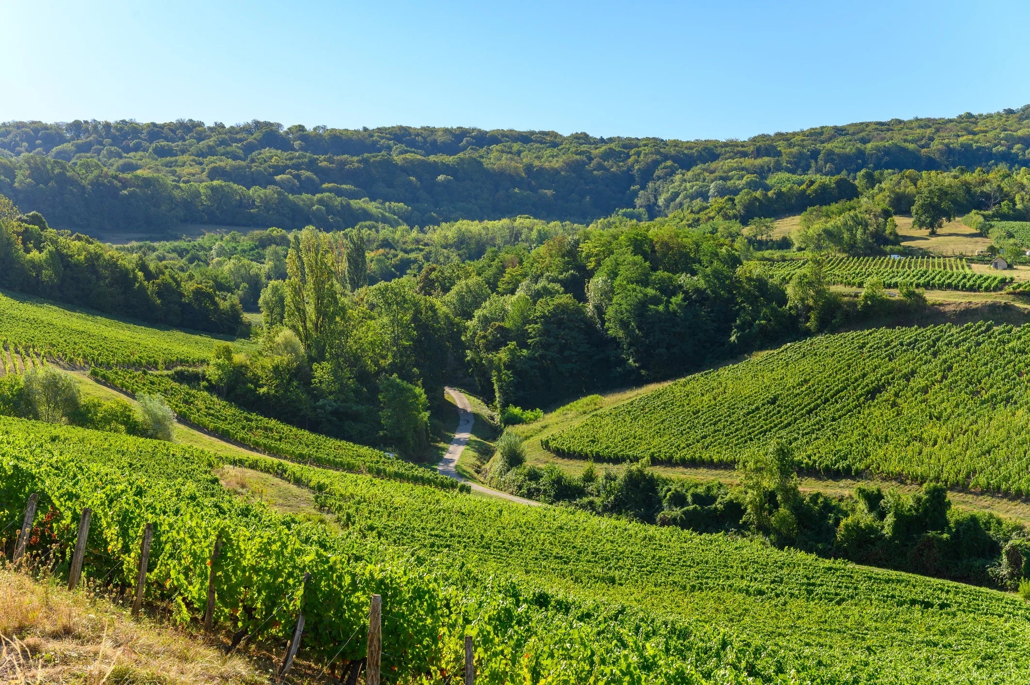 Jura wine region in France