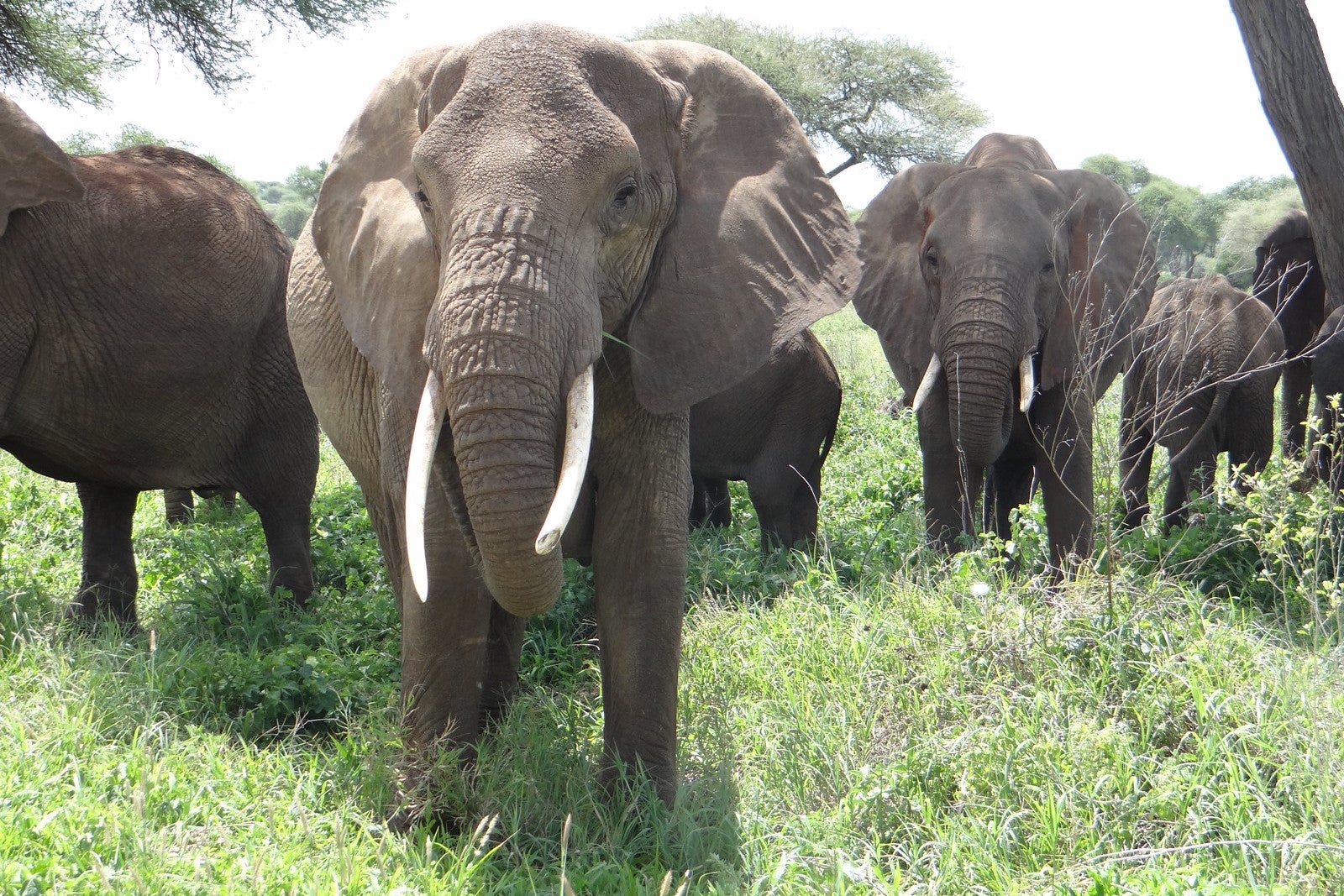 Elephants in the Ngorongoro Crater in Tanzania