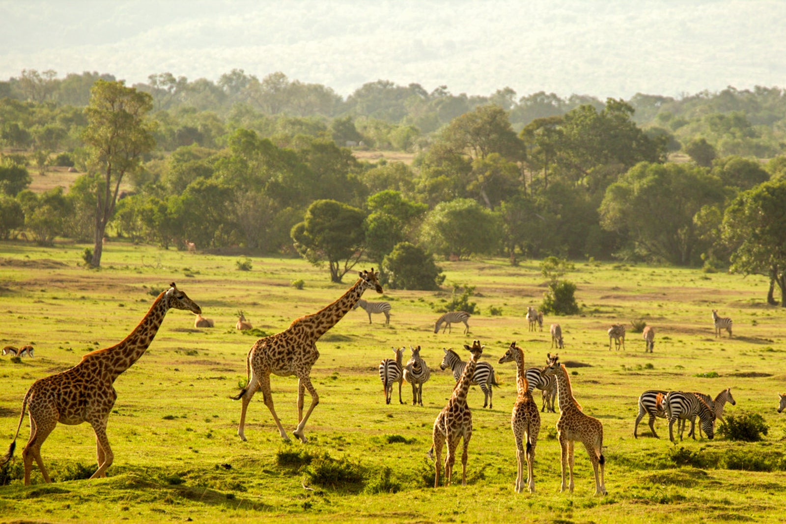 african safari where to go