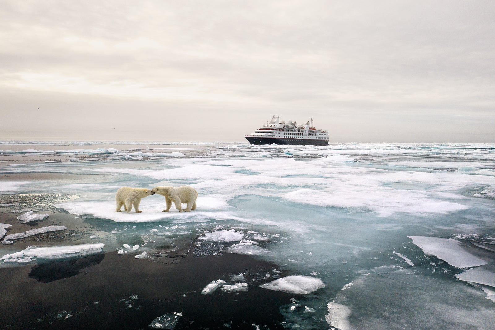 Polar bears infront of a Silver Explorer. COURTESY OF SILVERSEA