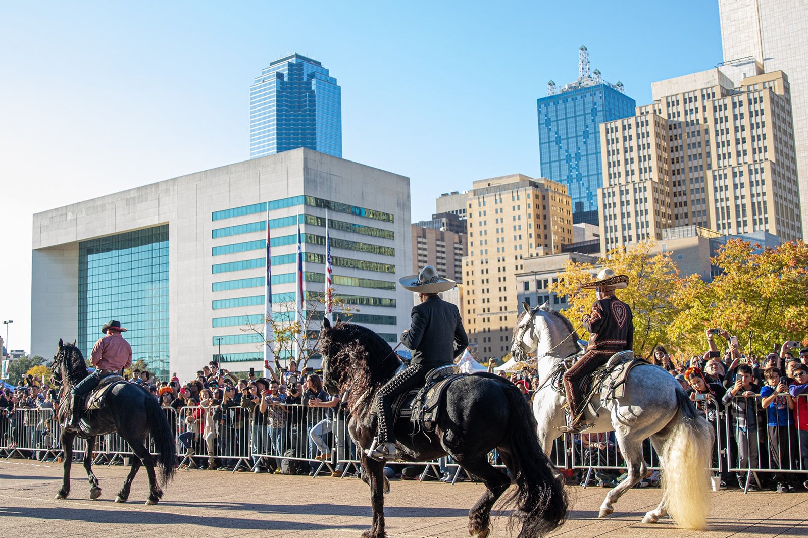 horses in Houston