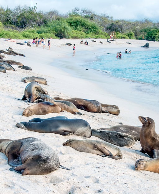 Best Galapagos cruises for an epic wildlife adventure of a lifetime