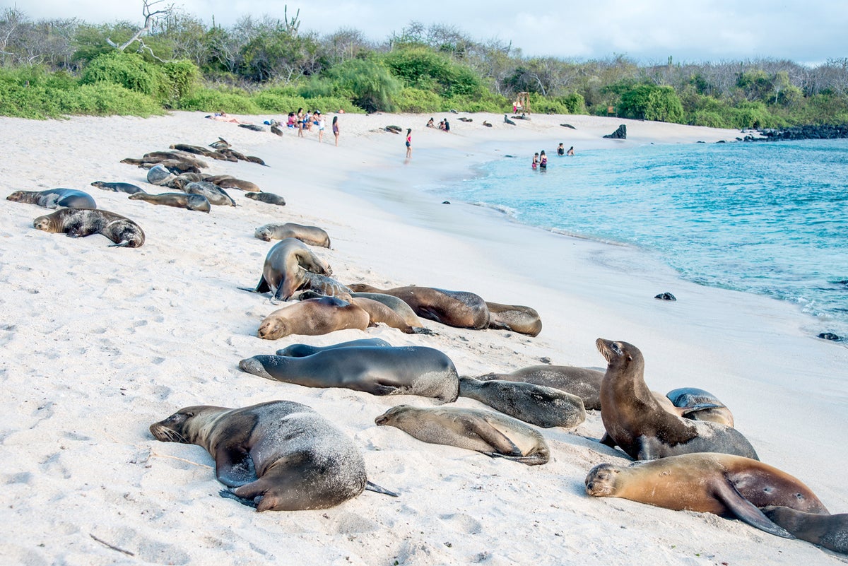 Best Galapagos cruises for an epic wildlife adventure of a lifetime