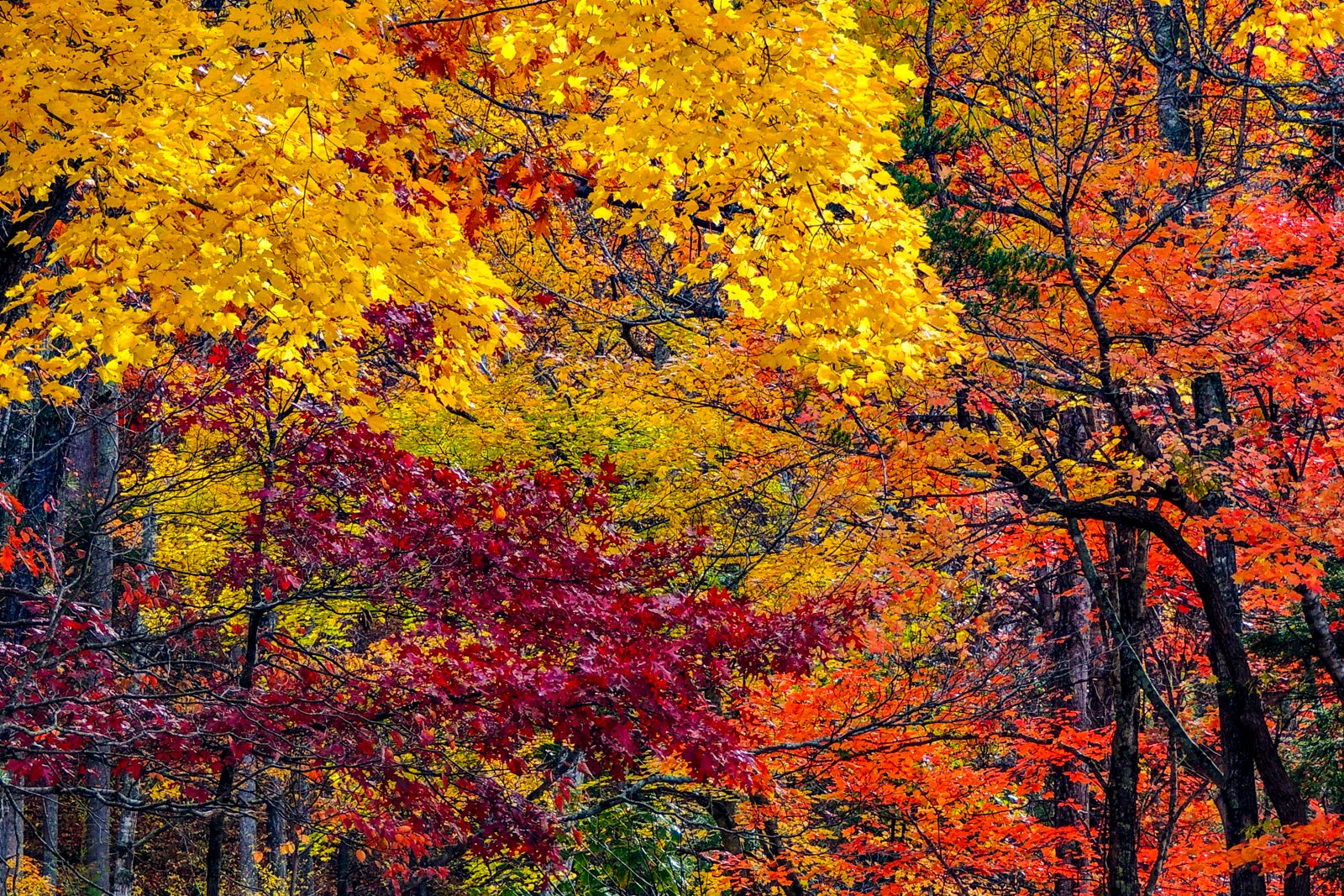 What to know before flying with a wheelchair for the 1st time The