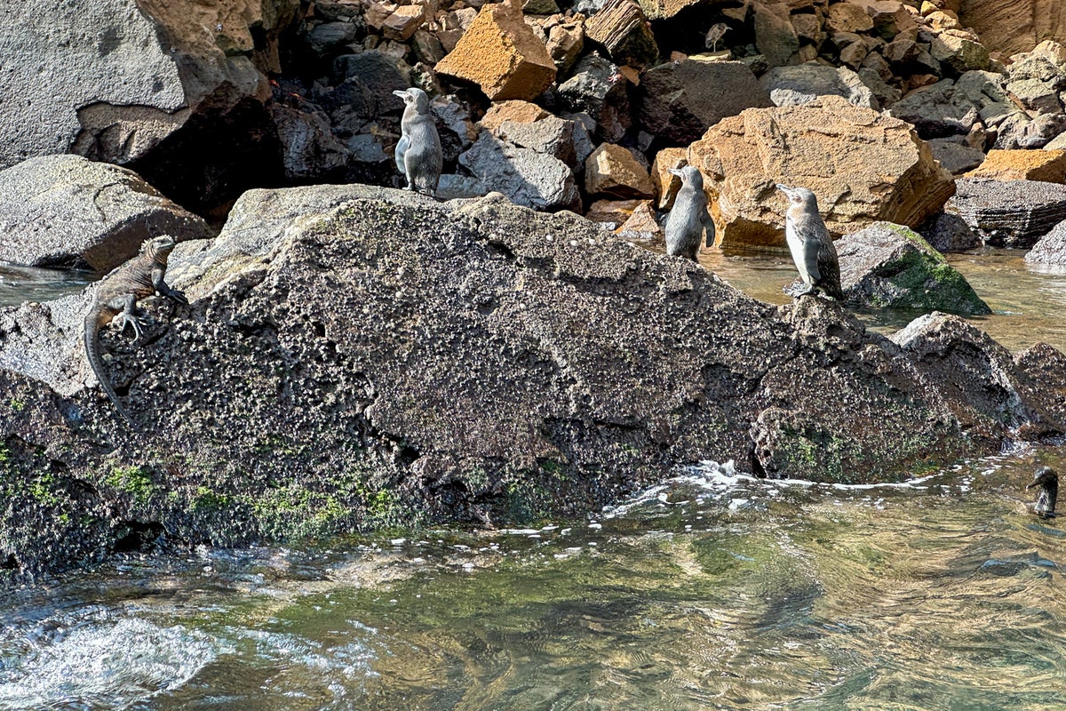 Galapagos cruise guide Itineraries, planning tips and things to do The Points Guy
