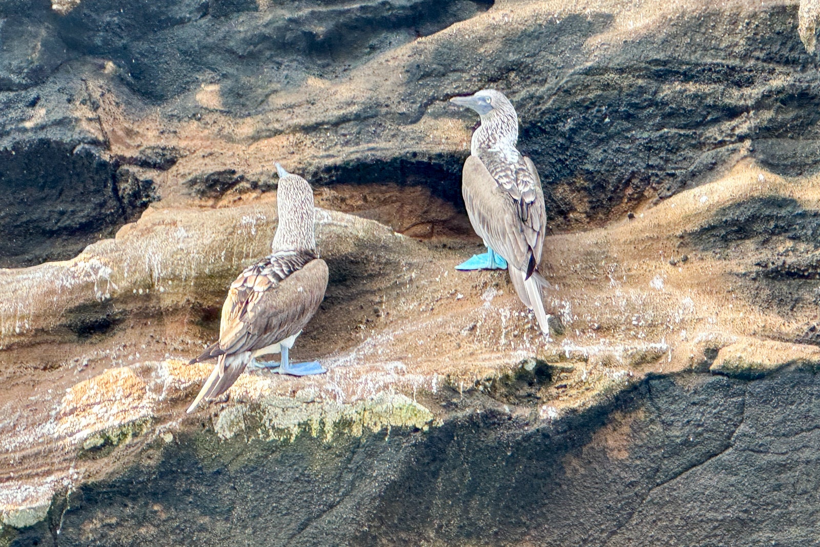 cruise around galapagos islands