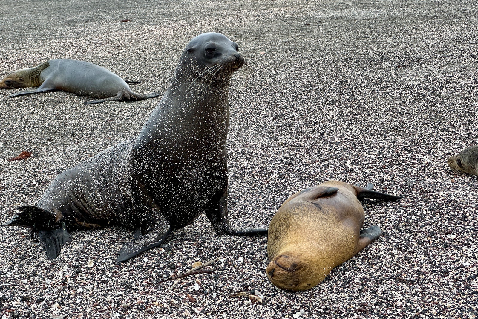 galapagos cruise royal caribbean