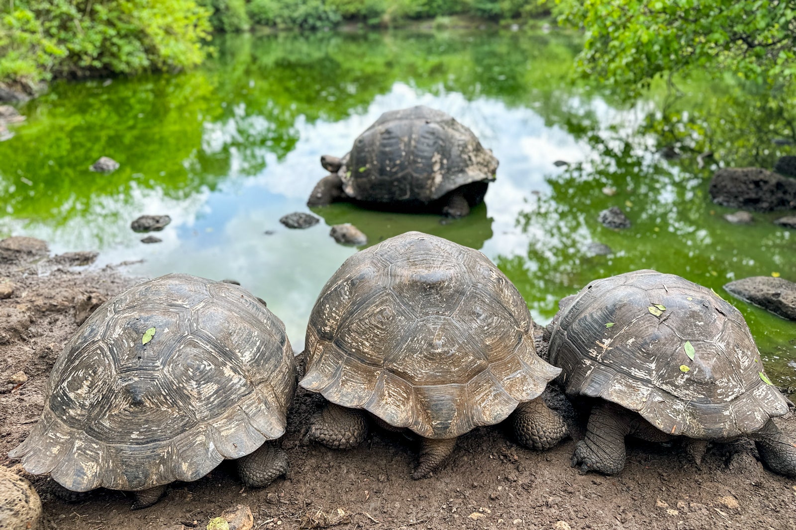 A Galapagos cruise ideal for those with only a week to spare The Points Guy