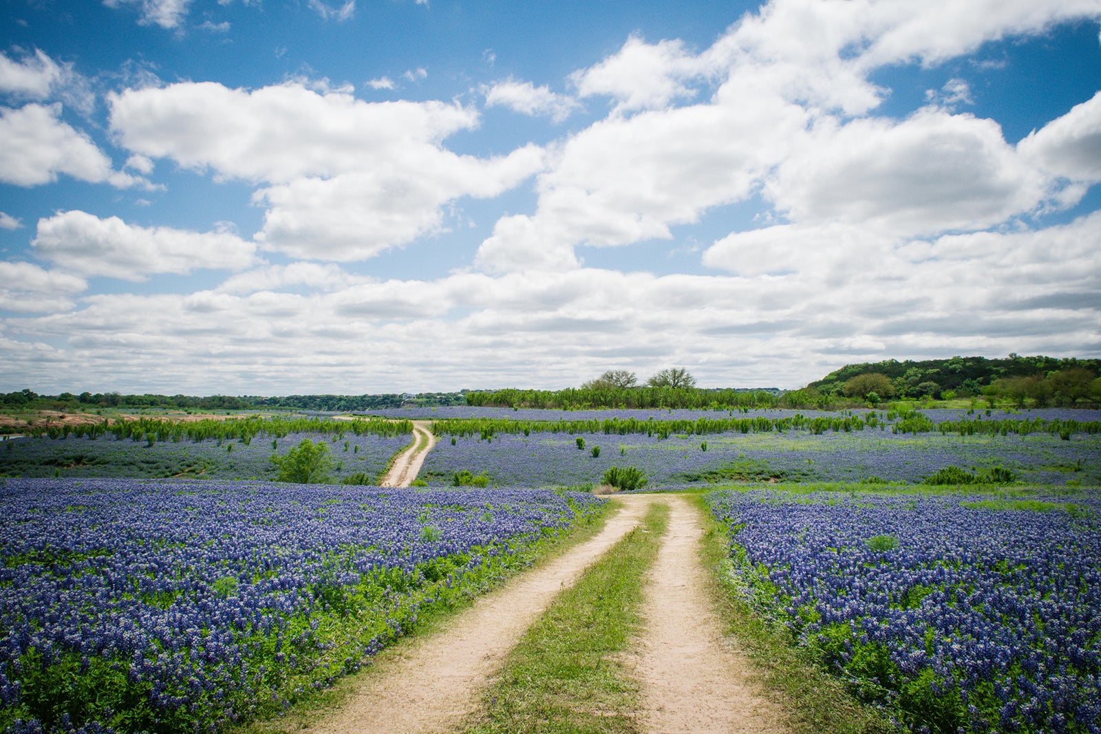 Bluebonnet Field in Texas Hill Country E Cotner