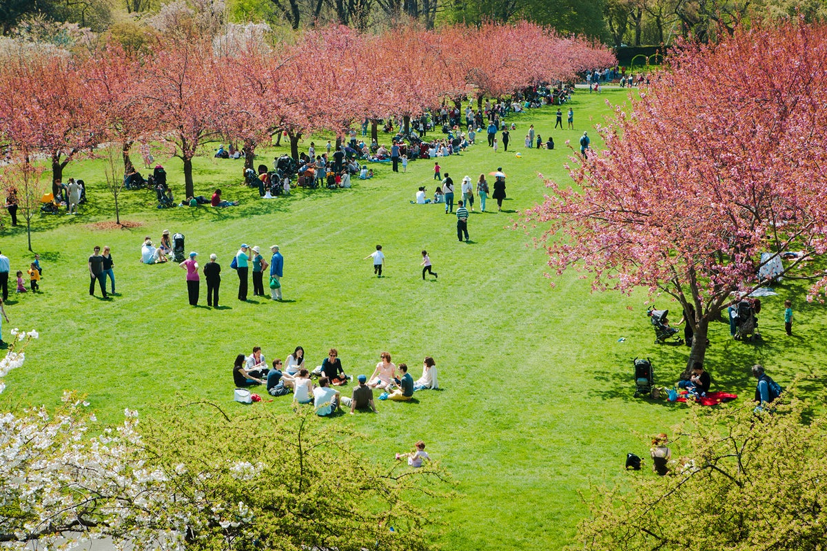 The best places to see cherry blossoms in the US - The Points Guy