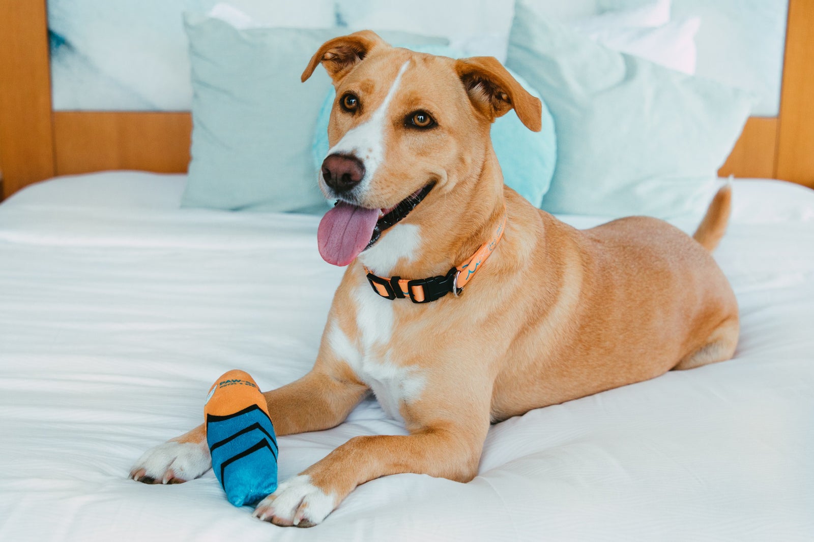 The 15 best dog-friendly hotels in the US you need to know about