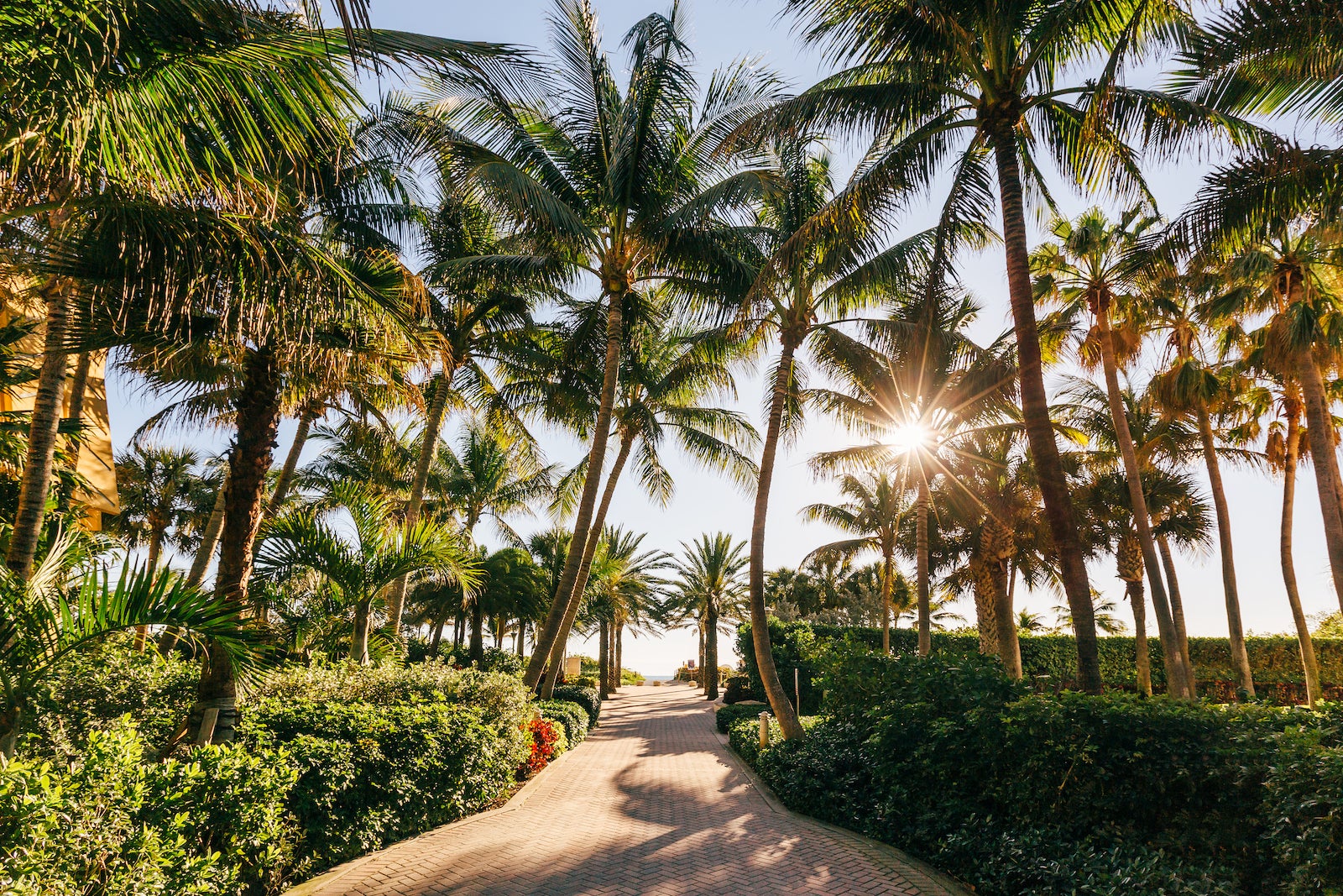 Palm trees in Miami Beach, Florida