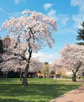 The best places to see cherry blossoms around the US this spring